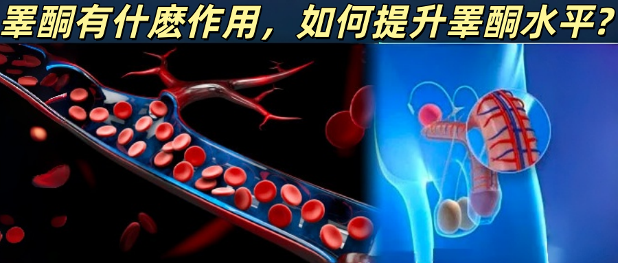 睪酮有什麽作用，如何提升睪酮水平?